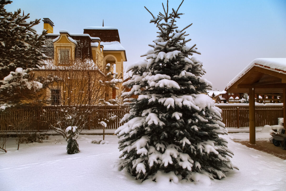 Hansen's Tree Service