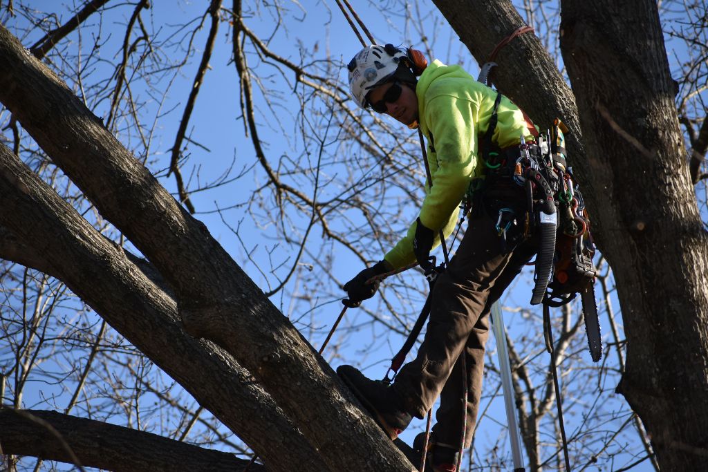Hansen's Tree Service