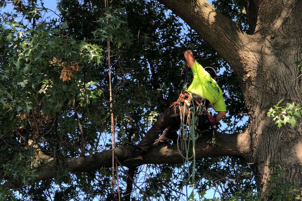 Hansen's Tree Service